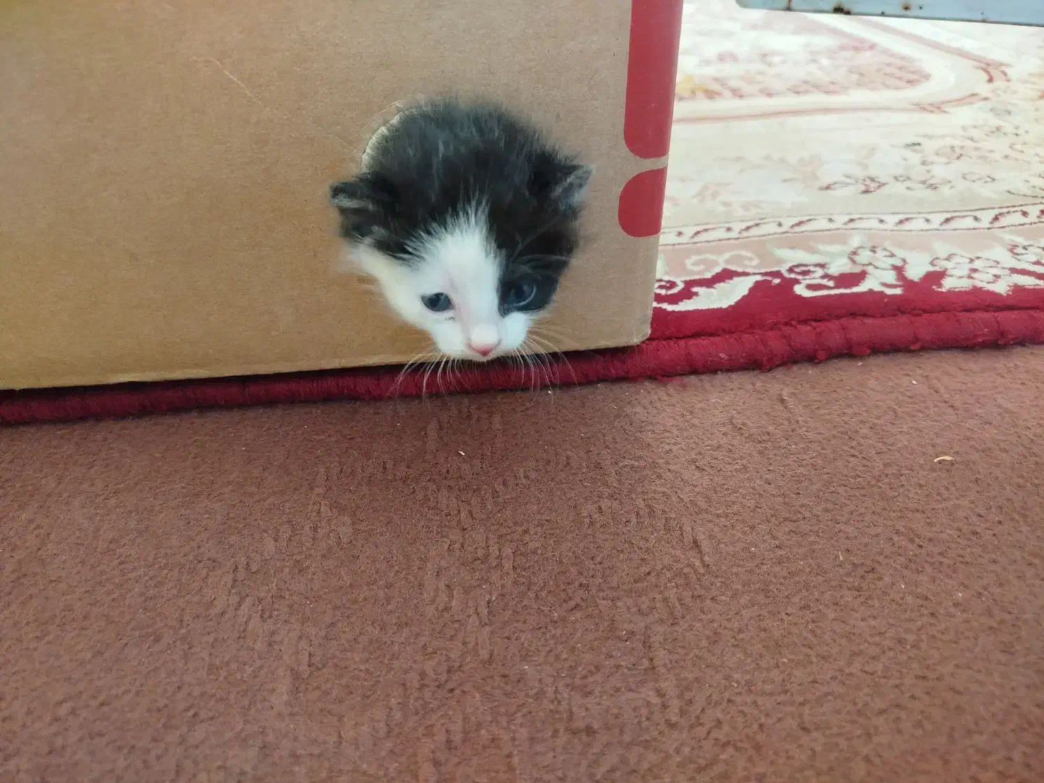 بچه گربه|گربه|قم, قلعه کامکار|دیوار