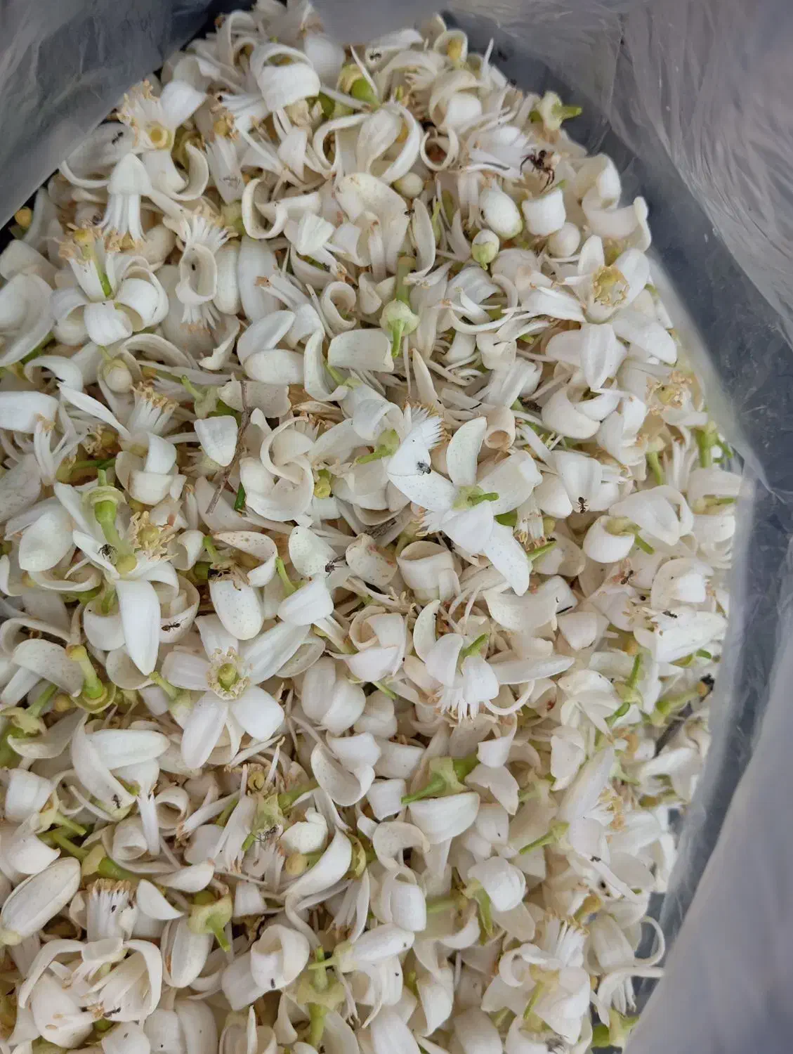فروش بهاره پرتقال|خوردنی و آشامیدنی|نوشهر, |دیوار