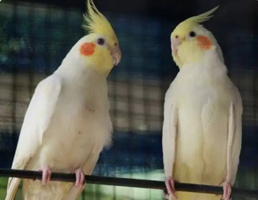 عروس هلندی مولد|پرنده|اصفهان, گلزار|دیوار