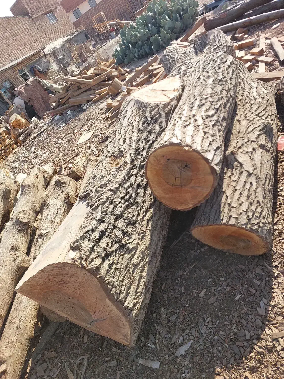 فروش چوب گردو|عمده‌فروشی|قم, شهر قائم|دیوار