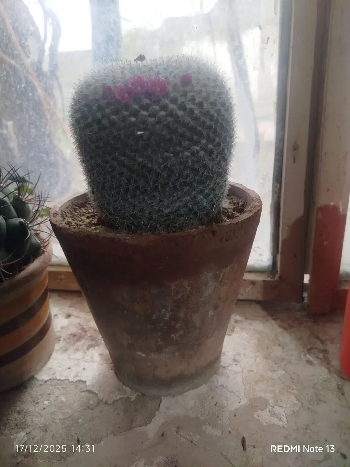 کاکتوس|گل و گیاه طبیعی|گرمی, |دیوار