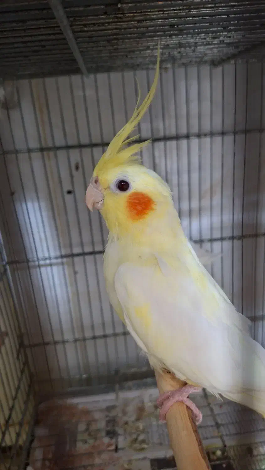 جفت عروس هلندی با تخم|پرنده|بندر ماهشهر, |دیوار