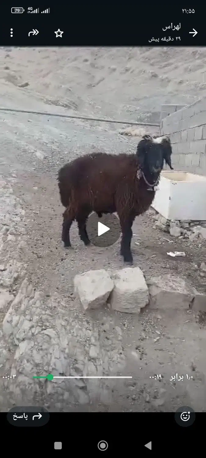 بره قوچی|حیوانات مزرعه|لوداب, |دیوار