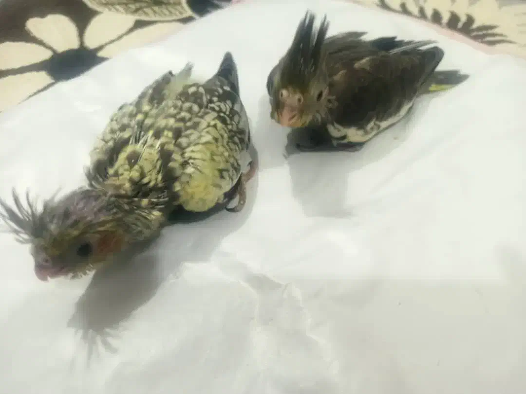 عروس یک ماه|پرنده|بندر کنگان, |دیوار