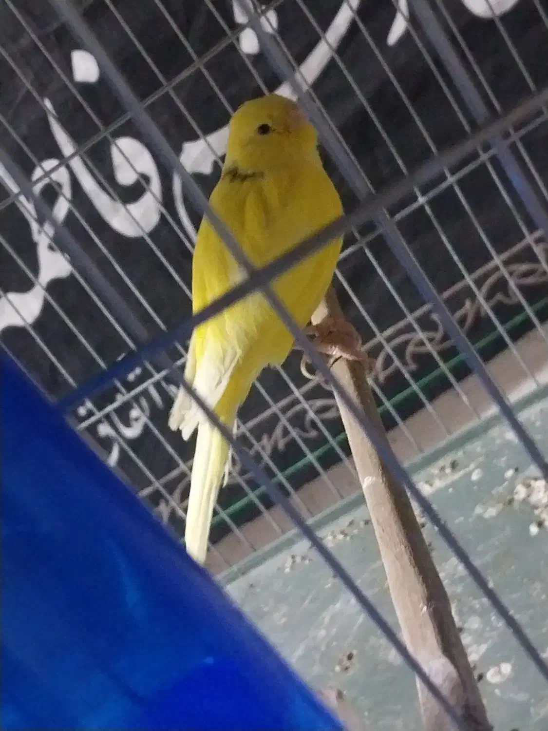 قناری رسمی|پرنده|قرچک, میرزائی شمالی|دیوار