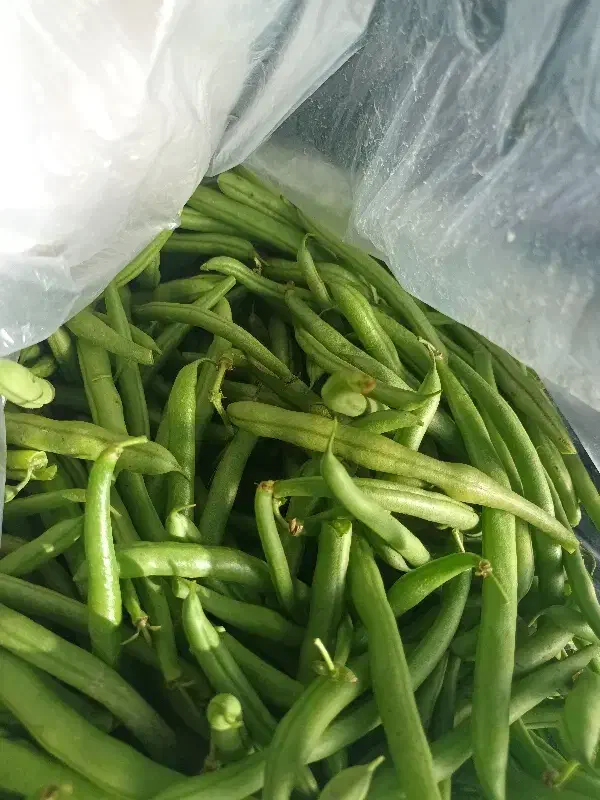 لوبیا چیتی و لوبیا سبز|خوردنی و آشامیدنی|قائم‌شهر, |دیوار