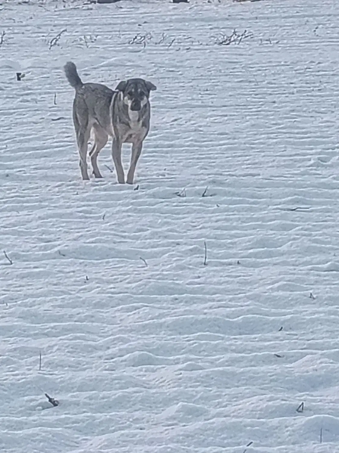 سگ پژدر ماده|سگ|سقز, |دیوار