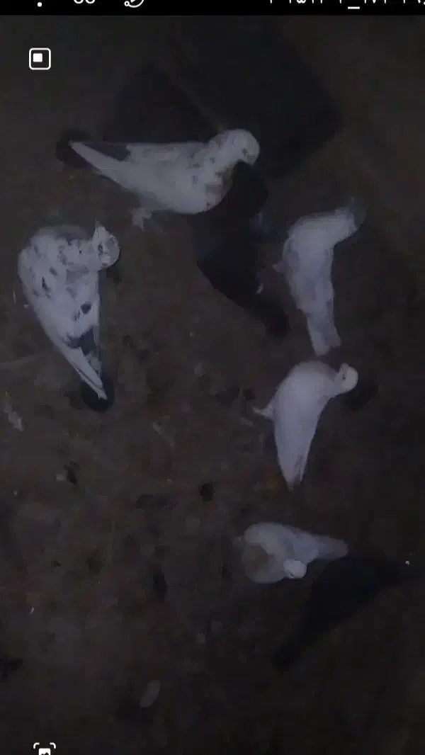 کبوتر پرشی|پرنده|ابریشم, |دیوار