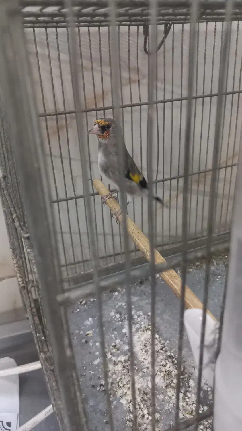 سره کرمانی جوجه قفس|پرنده|وحیدیه, |دیوار