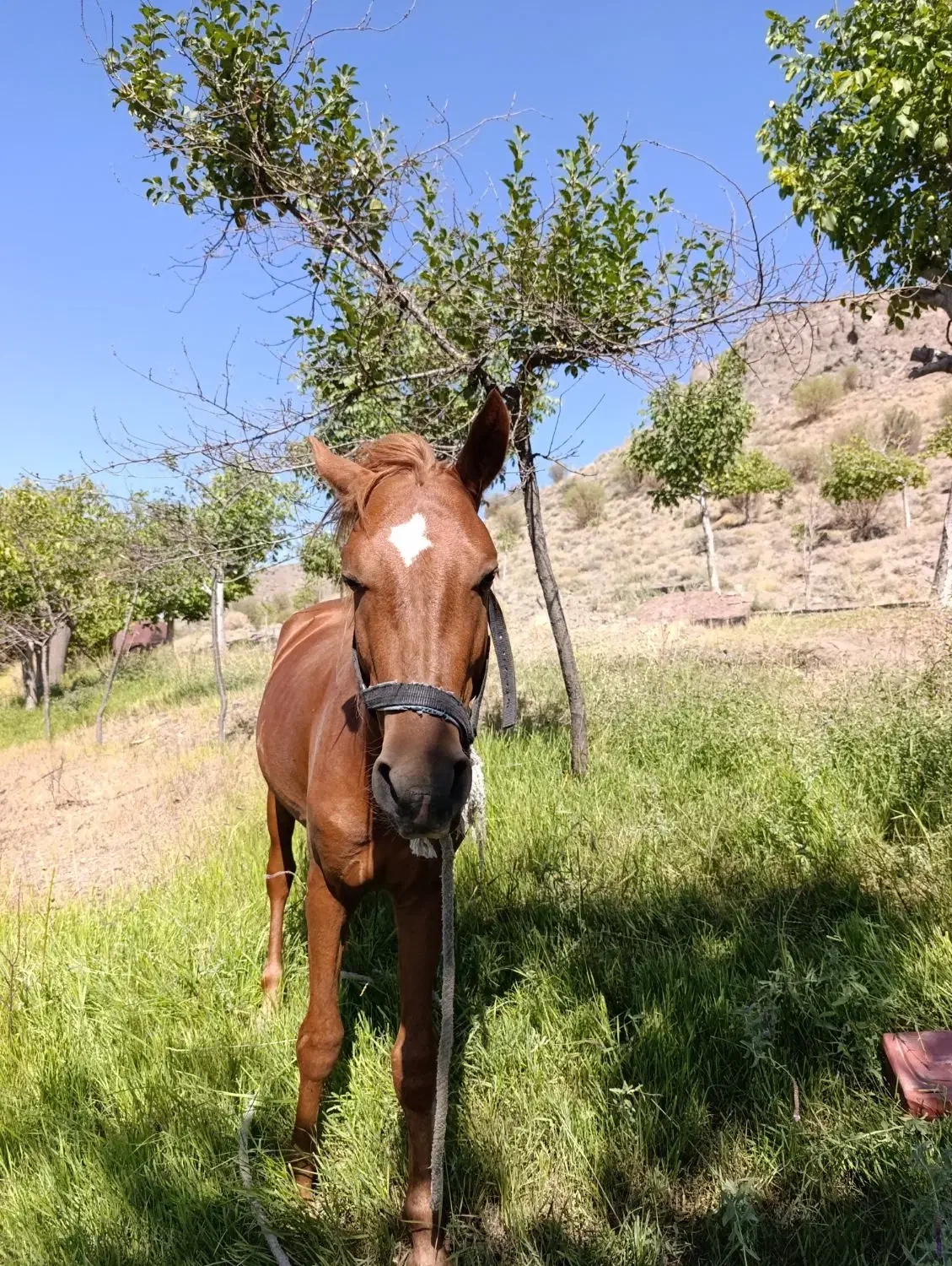 اسب نریون عرب کرد|اسب و تجهیزات اسب‌سواری|بافت, |دیوار