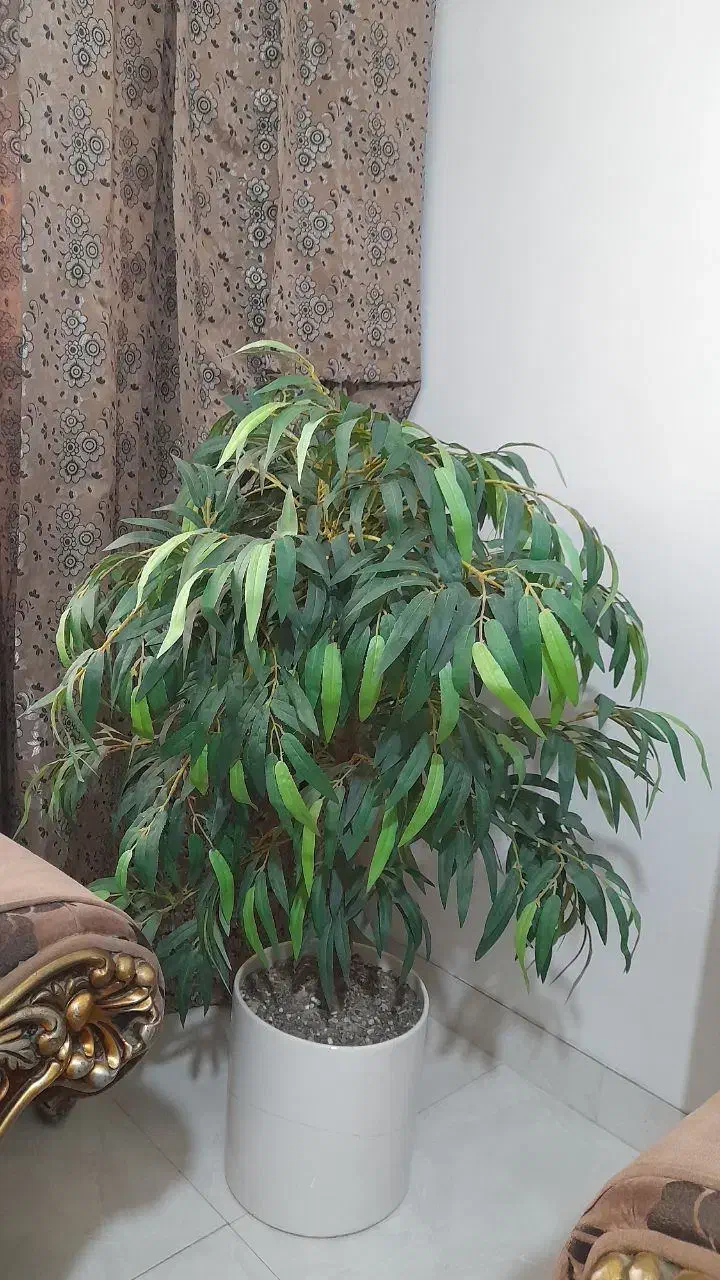 درختچه مصنوعی|گل مصنوعی|پیشوا, |دیوار