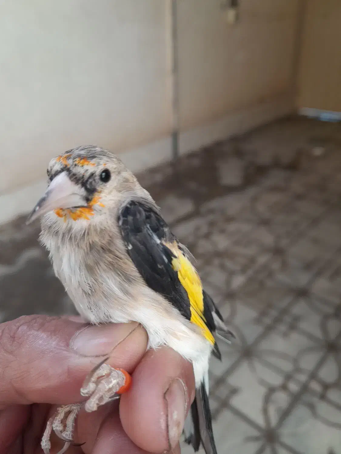 سهره نر.جوجه گلبسر.جوجه سهره .آگهی بخون|پرنده|تربت جام, حافظ|دیوار