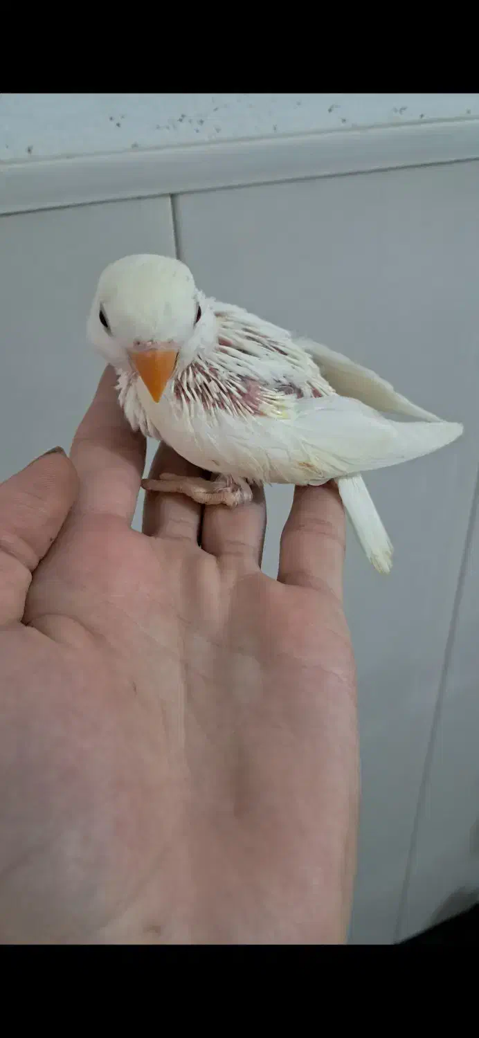 طوطی برزیلی سرلاکی دستی|پرنده|کلاچای, |دیوار