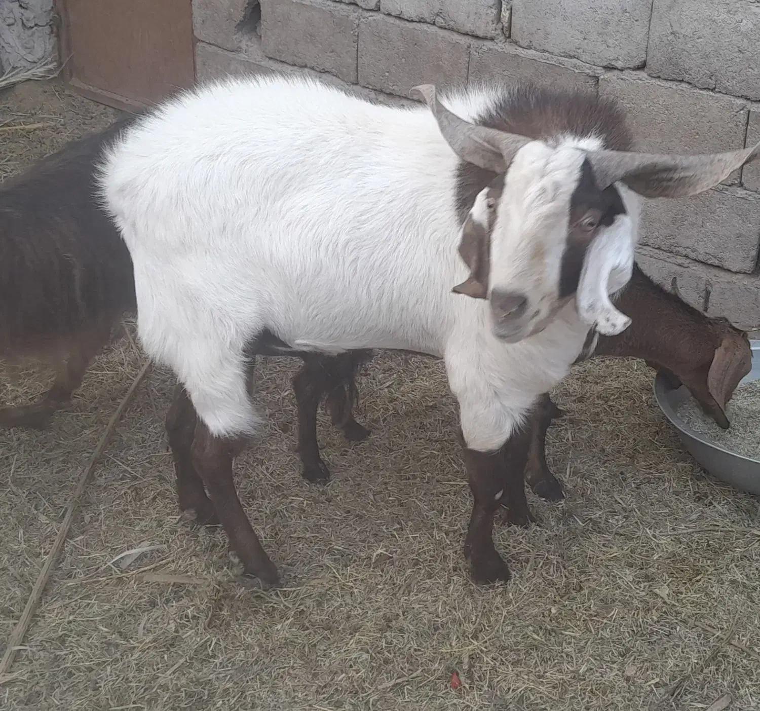 فروش فوری نری|حیوانات مزرعه|گنبکی, |دیوار