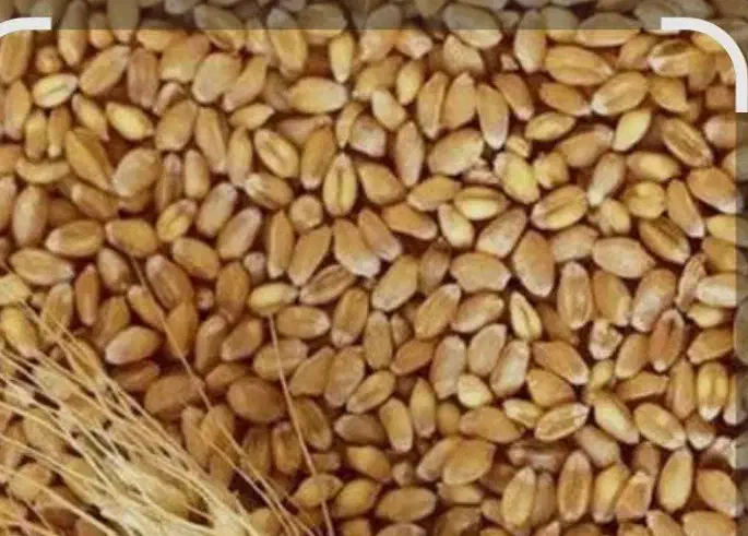 گندم دیم بذری|خوردنی و آشامیدنی|داران, |دیوار