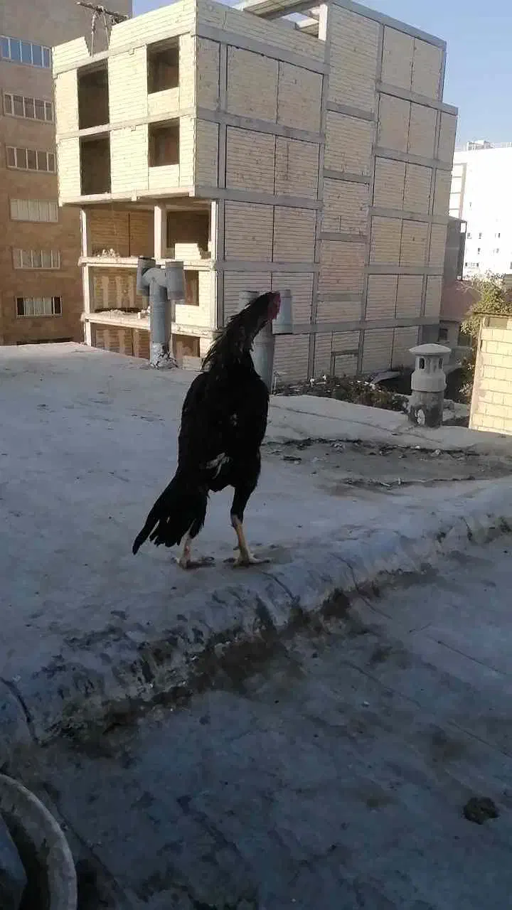 لاری خروس اوشامو و دو عدد مرغ لاری اوشامو یه تیغ|حیوانات مزرعه|محمدشهر, محمدشهر|دیوار