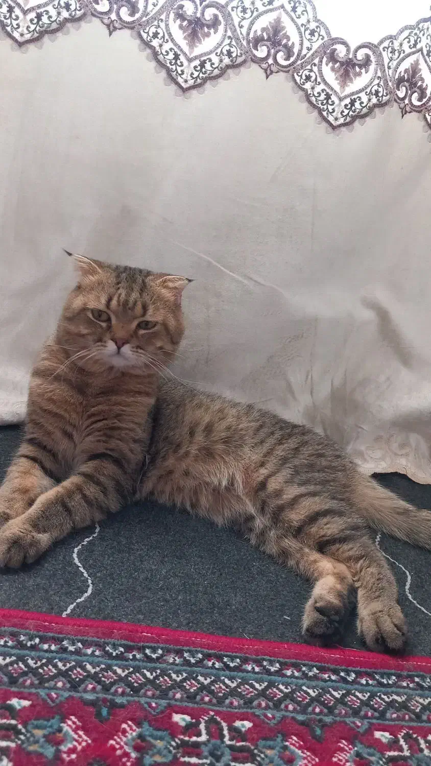 گربه|گربه|رفسنجان, |دیوار