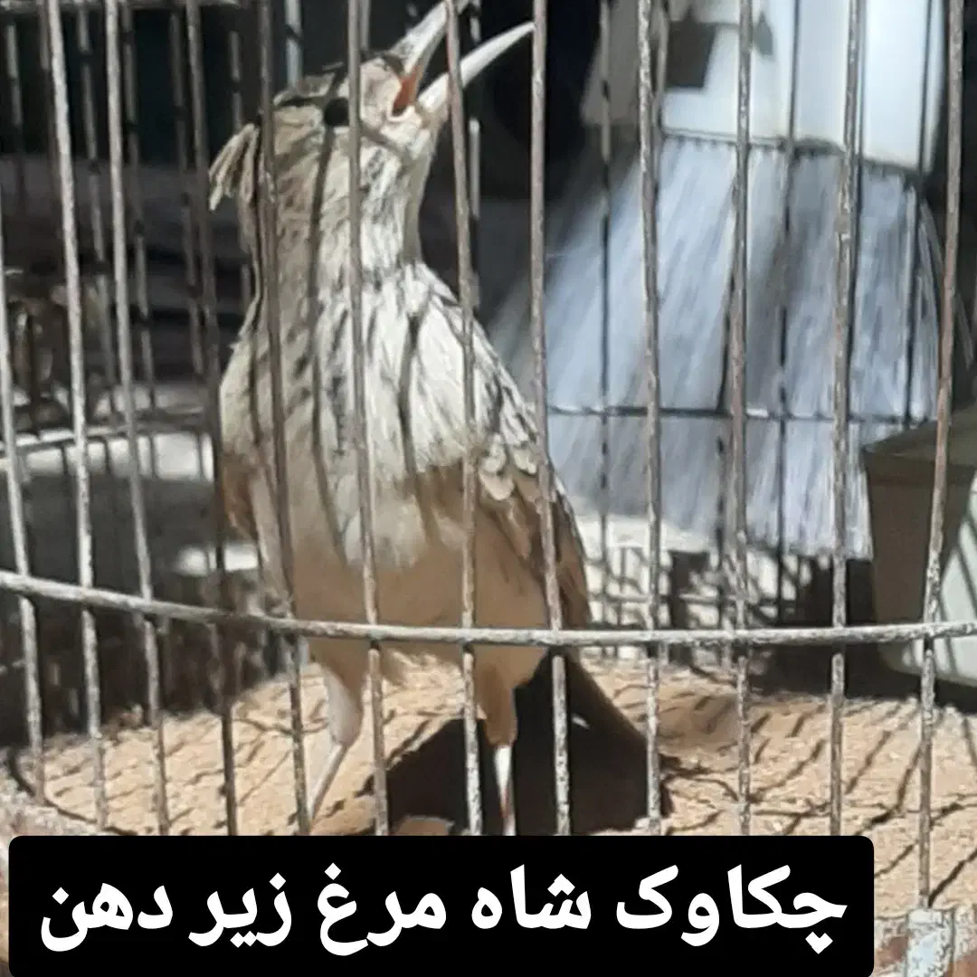 کاکلی بخوان زیر دهن|پرنده|اهواز, اسلام آباد شرقی|دیوار