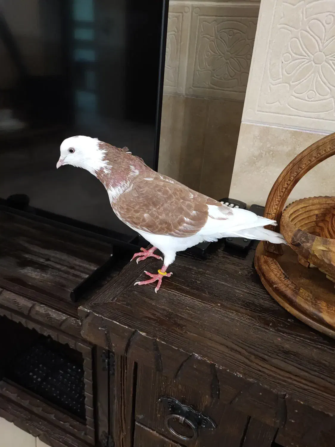 کبوتر|حیوانات|هشتگرد, شهرک بعثت|دیوار