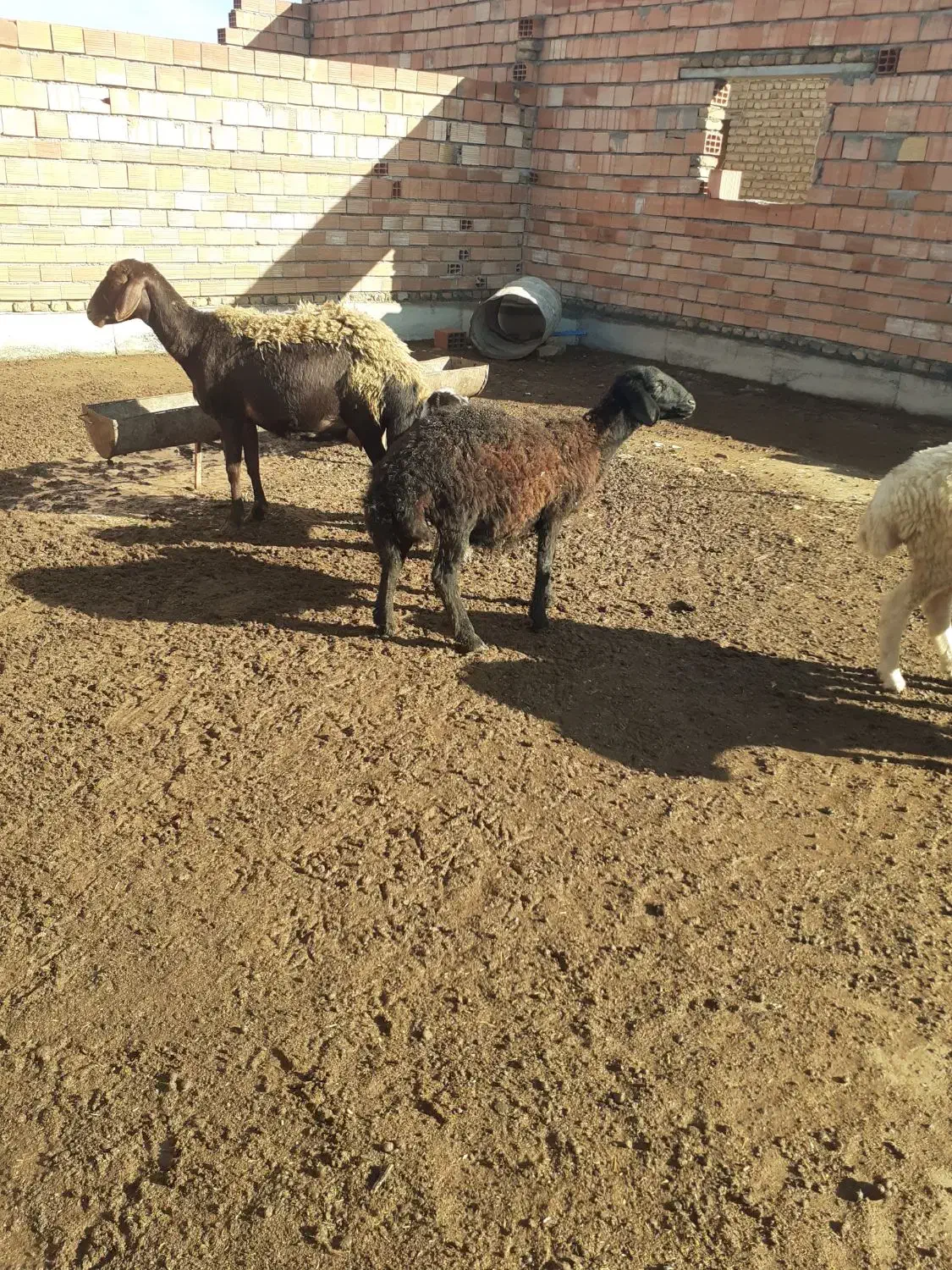 دو عدد گوسفند قره قزل|حیوانات مزرعه|سیمین شهر, |دیوار