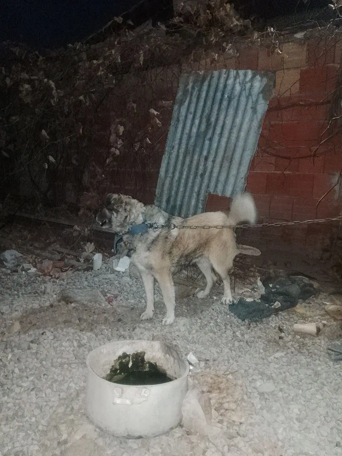 سگ نگهبان جلب ضمانتی گیرندگی|سگ|فاضل آباد, |دیوار