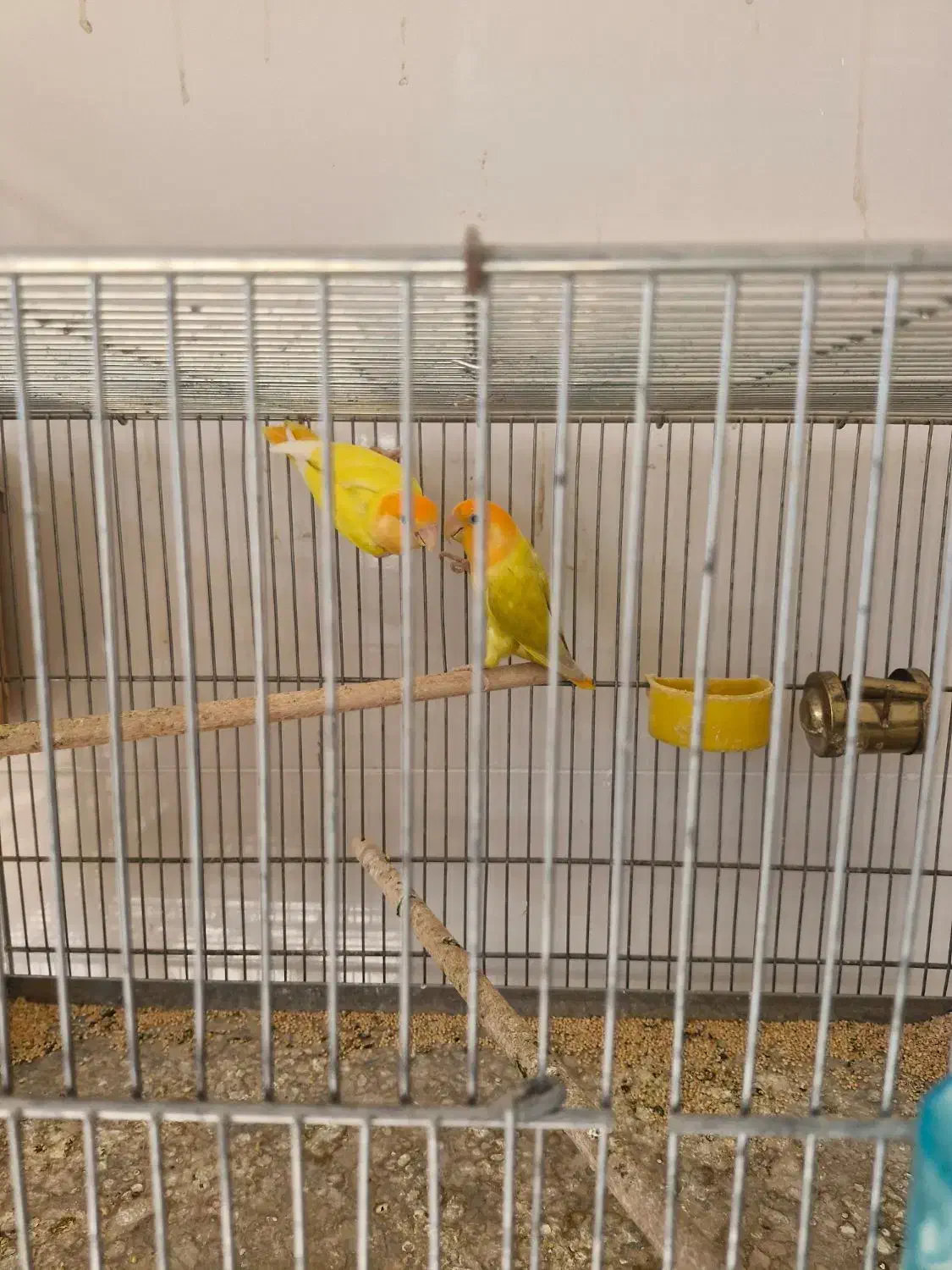 طوطی برزیلی|پرنده|برازجان, |دیوار