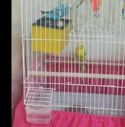 یک جفت مرغ عشق|پرنده|ری, فیروزآبادی|دیوار