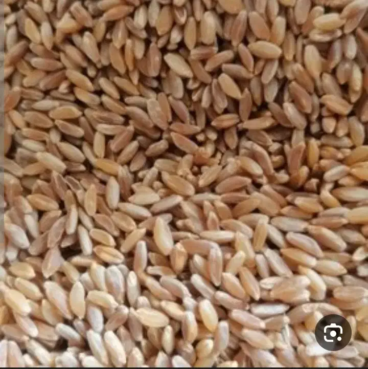 فروش دو تن گندم کمباین|عمده‌فروشی|الشتر, |دیوار