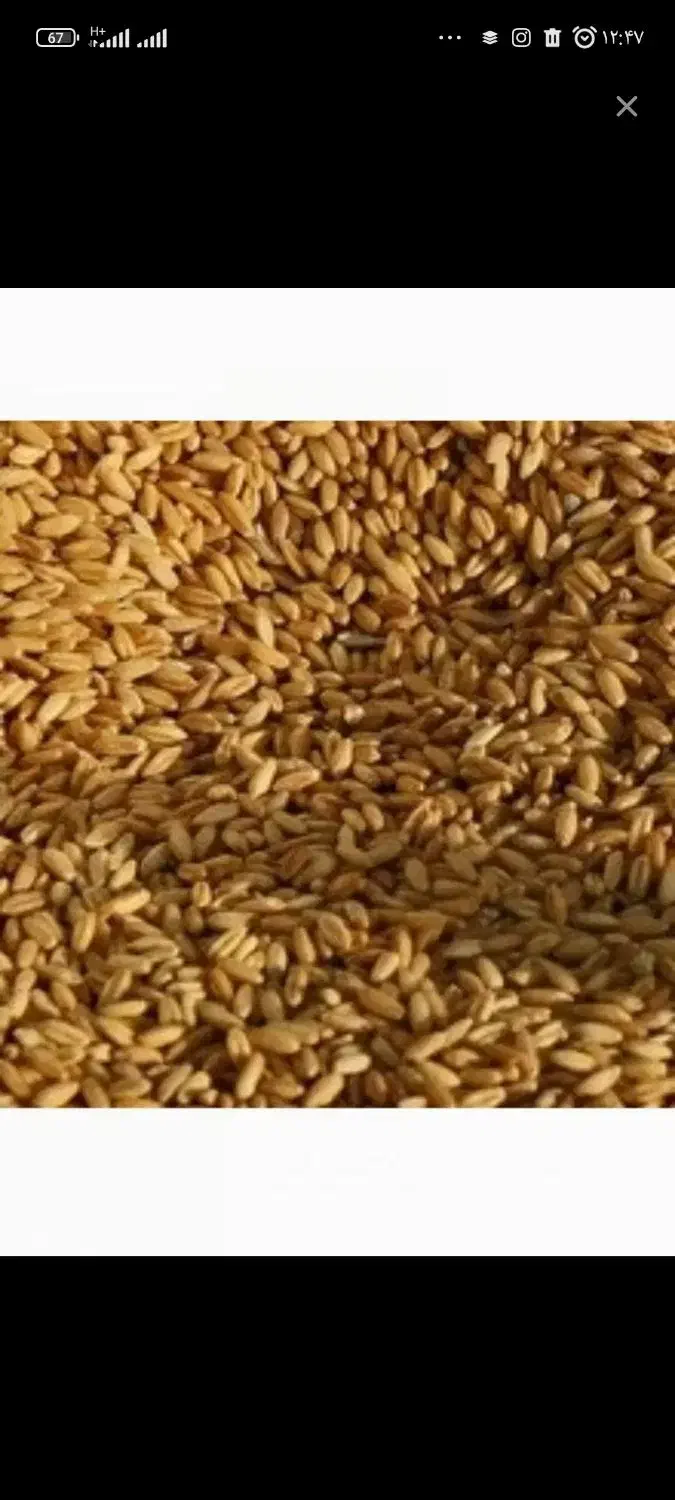 بذر گندم دیم  .همایون|گل و گیاه طبیعی|سردرود, |دیوار