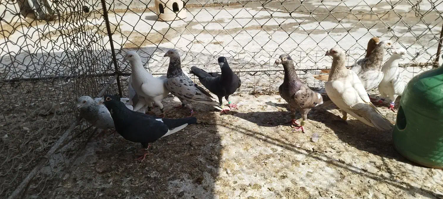 دسته دورگ|پرنده|خرمشهر, |دیوار