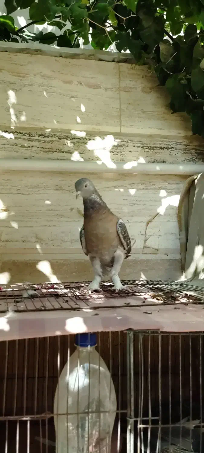 کفتر ترکیه ای نر و ماده   و گوک سوسنی ترک|پرنده|شیراز, رکنآباد|دیوار