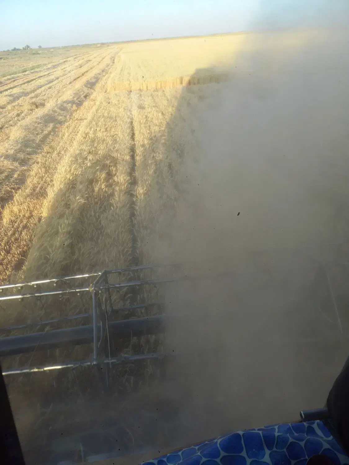 جو ایرانی|لوازم جانبی حیوانات|شال, |دیوار