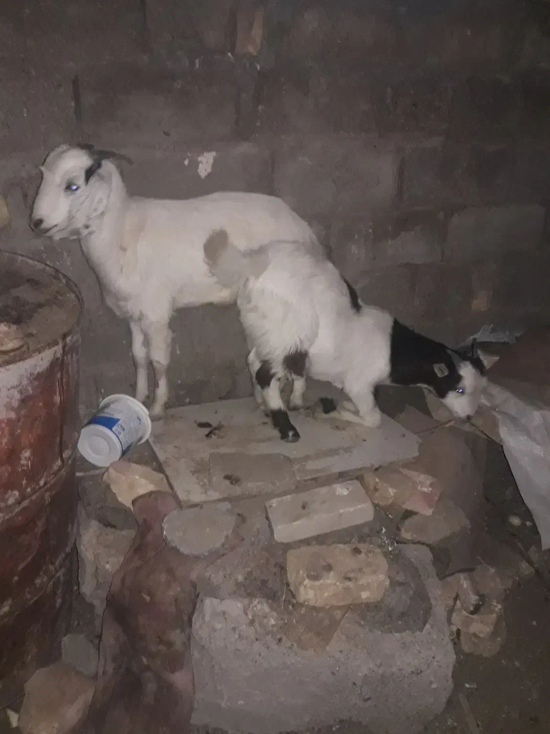 کهره|حیوانات مزرعه|زابل, |دیوار