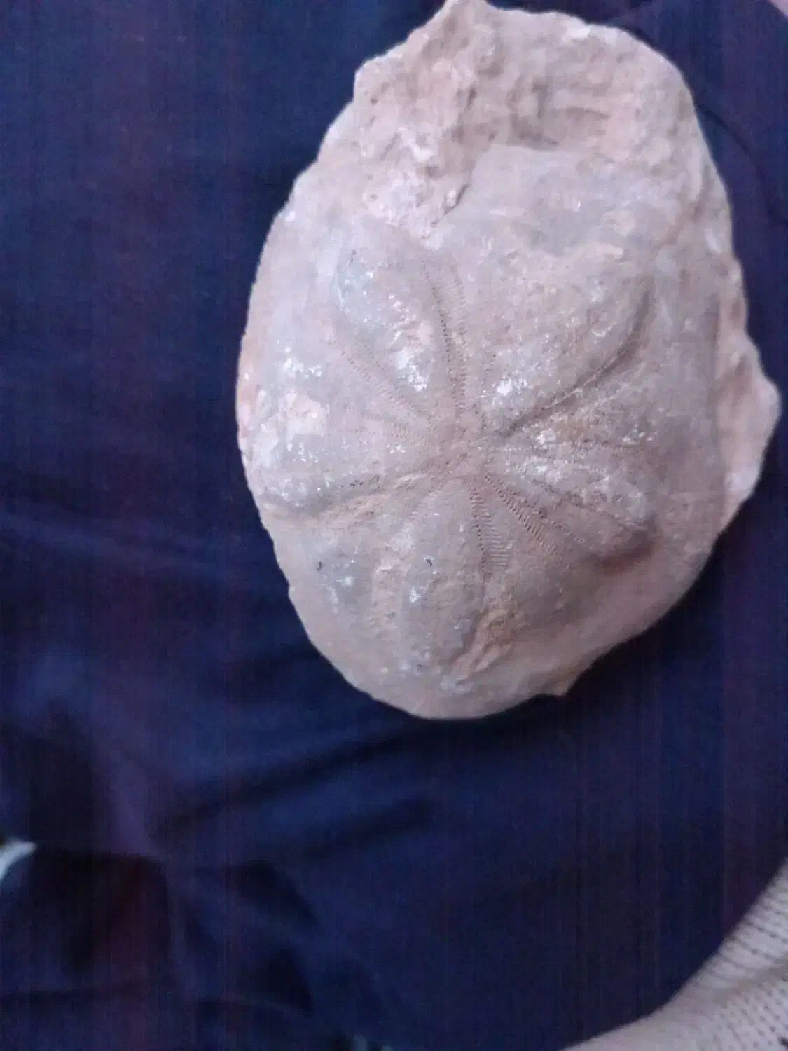 فسیل ستاره دریایی|کلکسیون اشیاء عتیقه|قم, پردیسان|دیوار