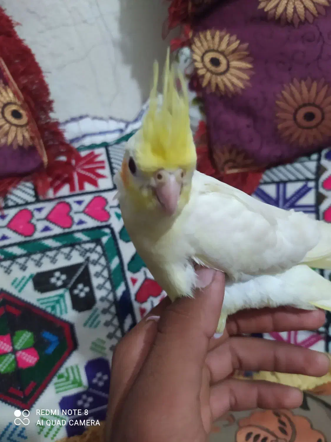 عروس هلندی|پرنده|ایرانشهر, |دیوار