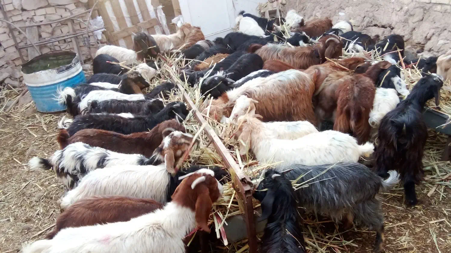 دام سبک|حیوانات مزرعه|مشهد, كنويست|دیوار