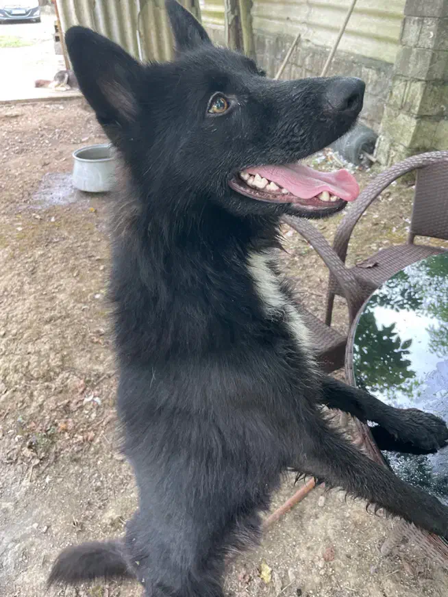 ژرمن بلک نر ( واگذاری)|سگ|لاهیجان, بازکیاگوراب|دیوار