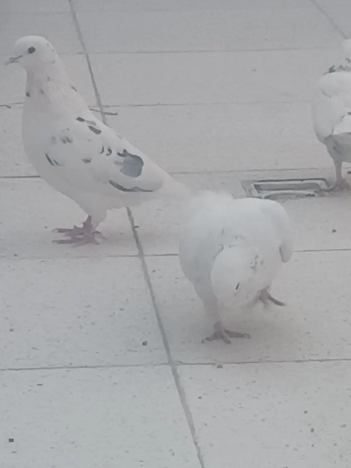 کبوتر پرشی کار درست به شرط|پرنده|نجف‌آباد, یزدانشهر|دیوار