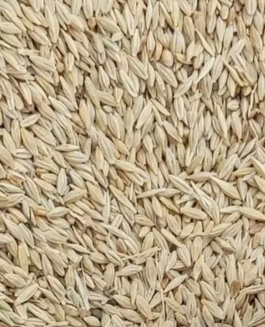 جو محلی|لوازم جانبی حیوانات|سیرجان, |دیوار