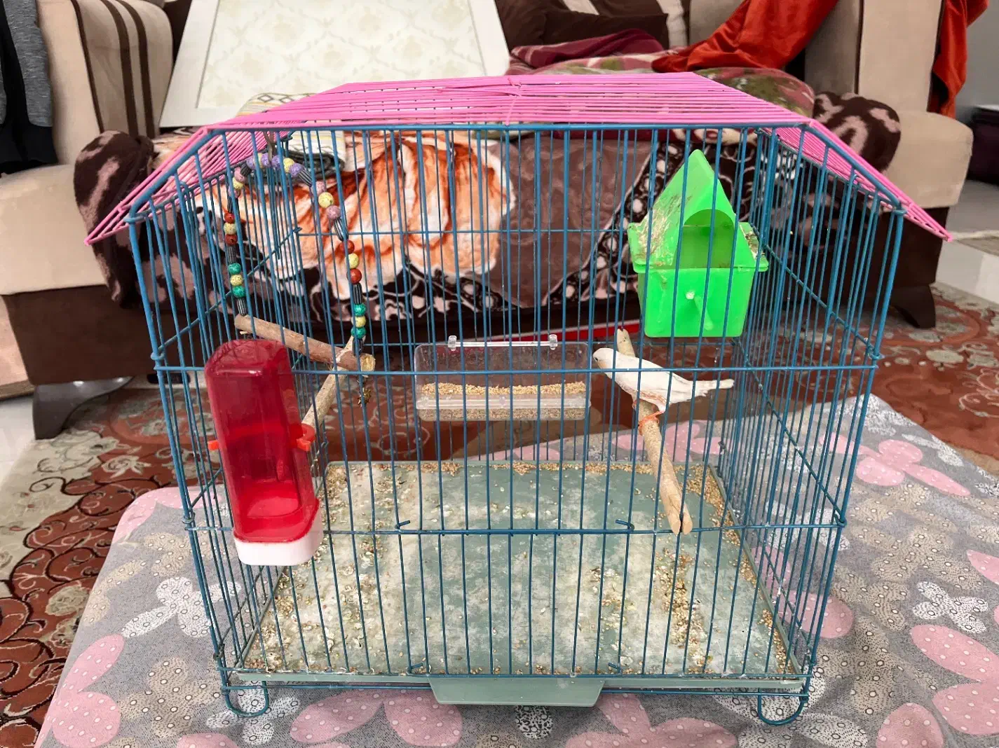 فنچ با قفس|پرنده|بندر ماهشهر, |دیوار