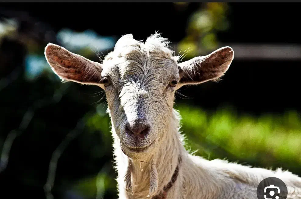 یک عدد بز جوان|حیوانات|دهلران, |دیوار