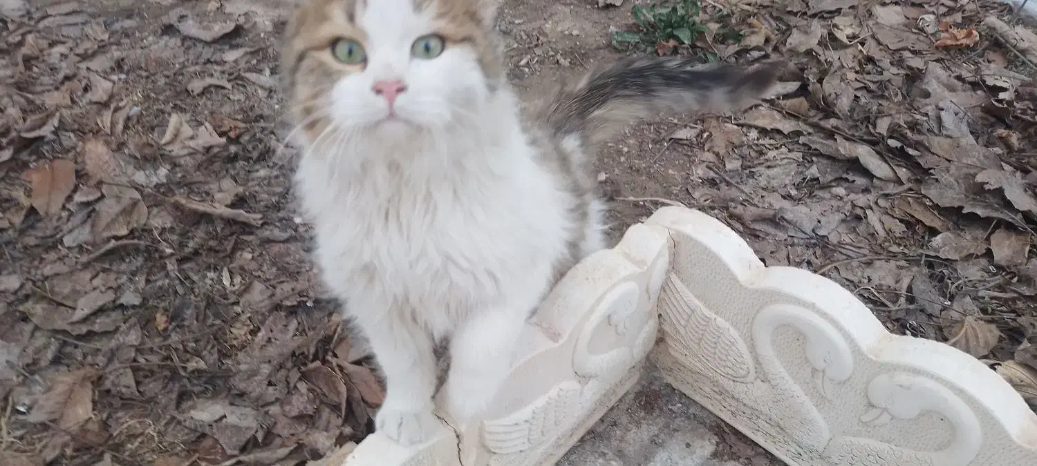 گربه|گربه|کرمانشاه, |دیوار