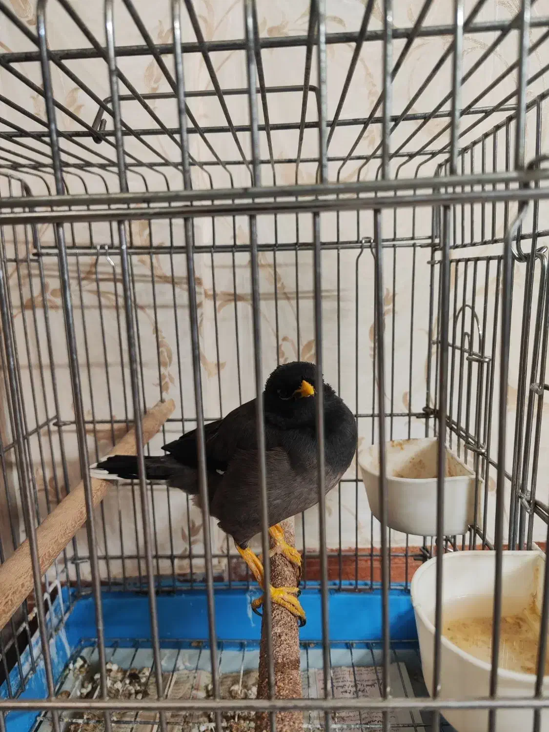 کبوتر مینا|پرنده|تهران, جوادیه|دیوار