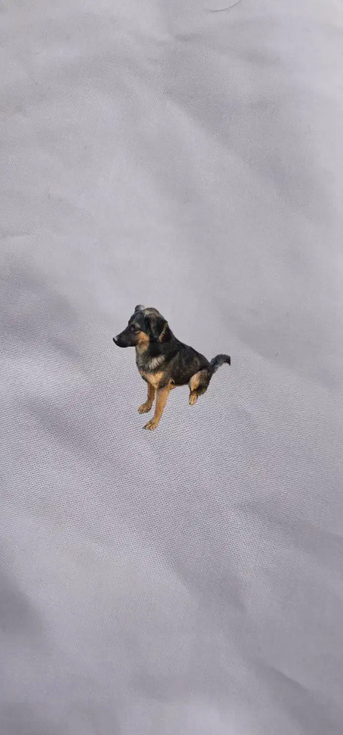 ژرمن شولاین|سگ|زاهدان, |دیوار