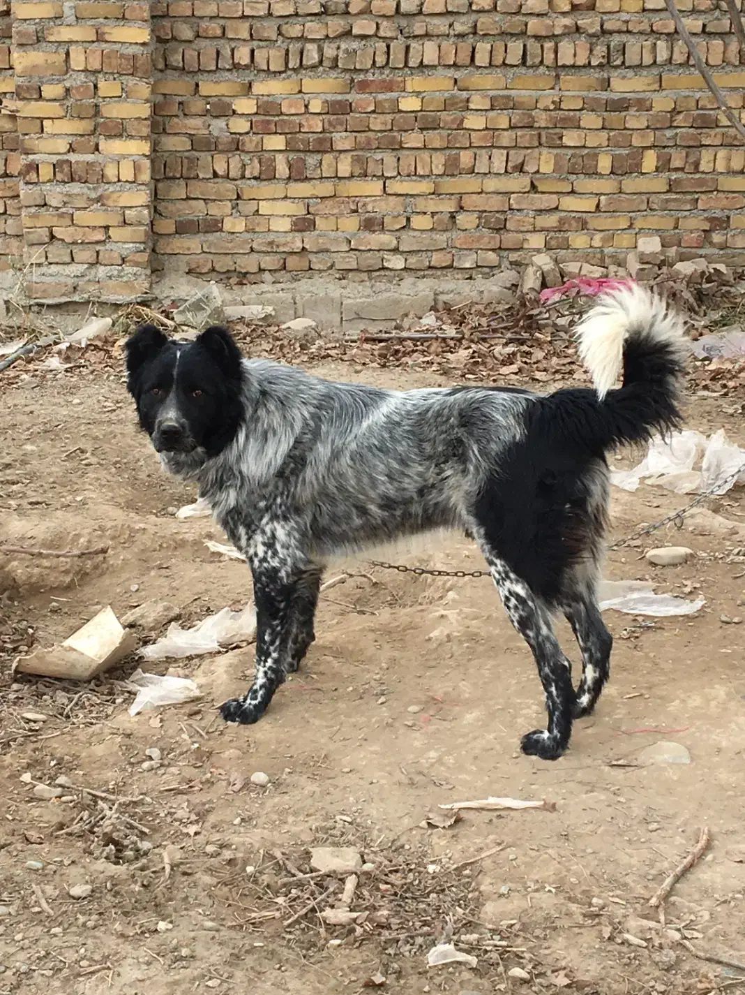 نر قدرجونی|سگ|زرندیه, |دیوار