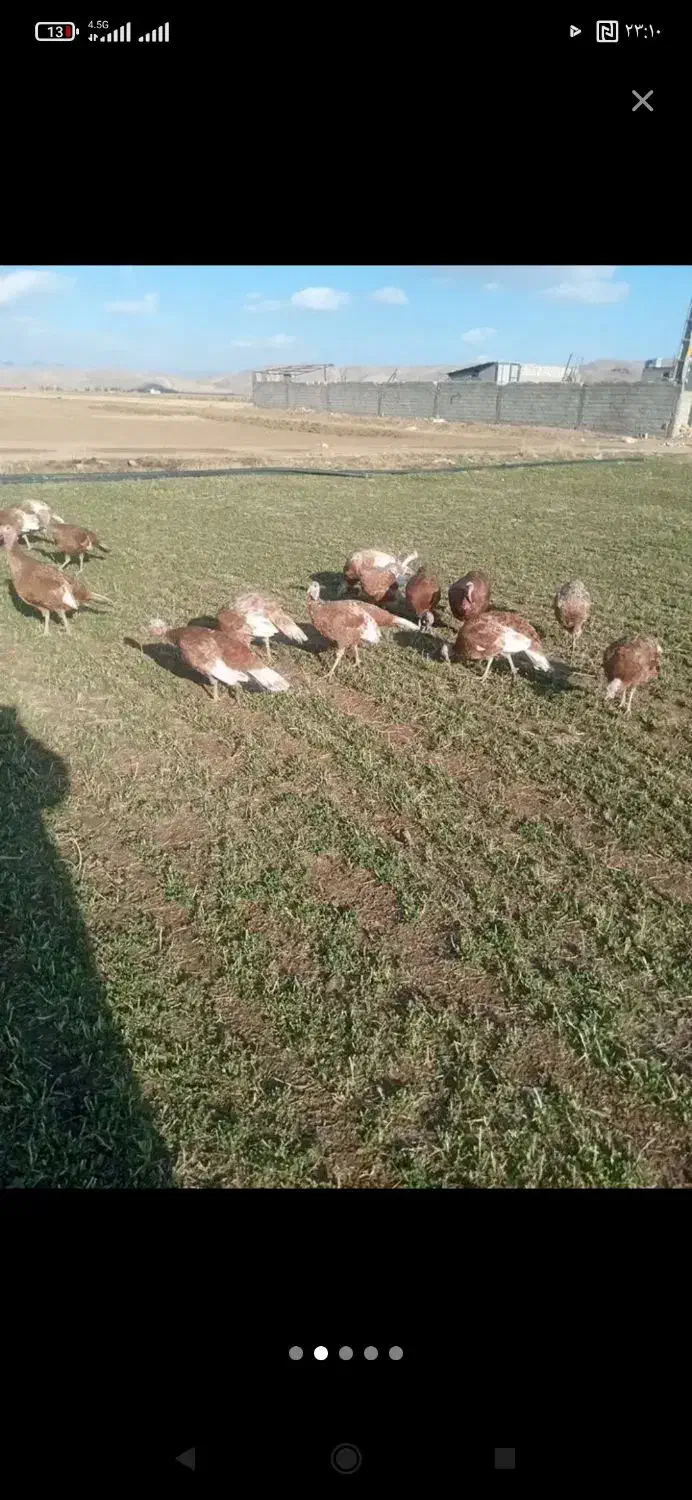 محلی بوقلمون|حیوانات مزرعه|کاکاوند, |دیوار