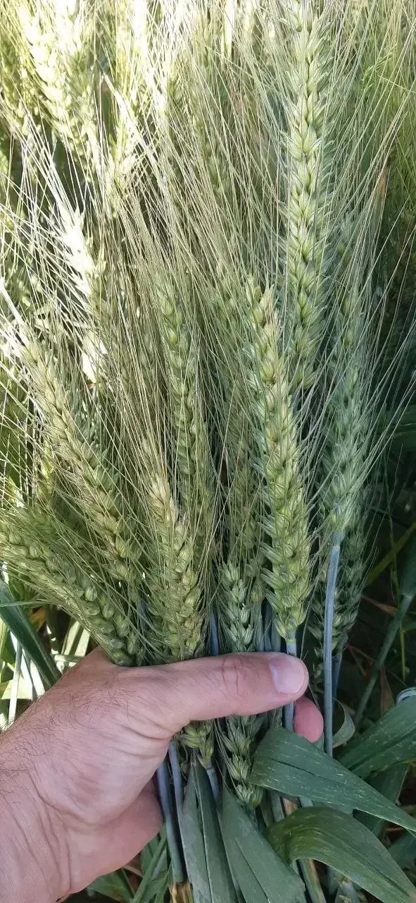 فروش بذر گندم ابی مناسب بسیاری ازمناطق..|عمدهفروشی|کوهدشت, |دیوار