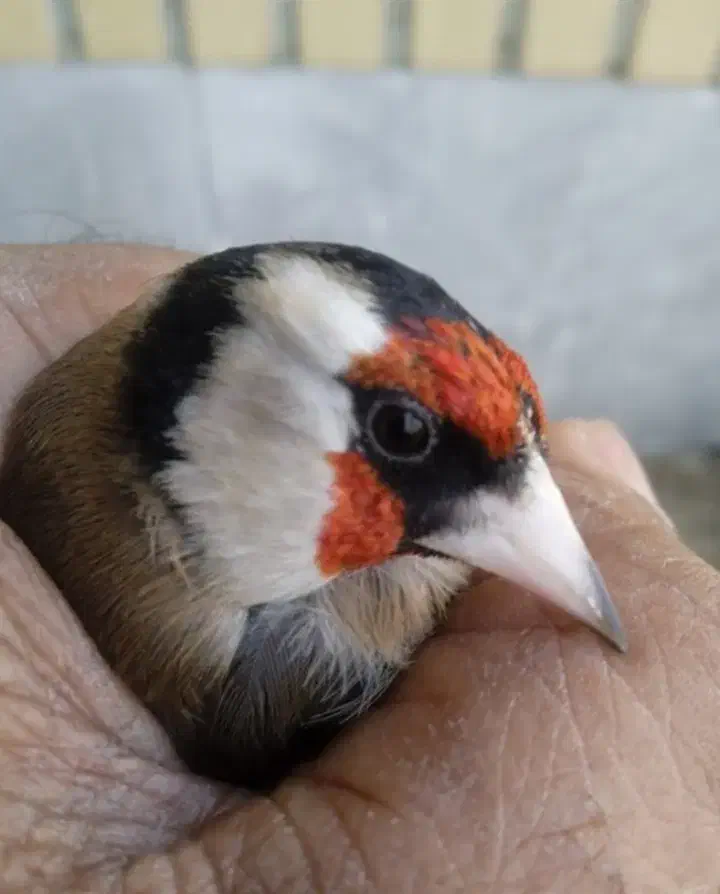 سهره نر|پرنده|کرج, عظیمیه|دیوار