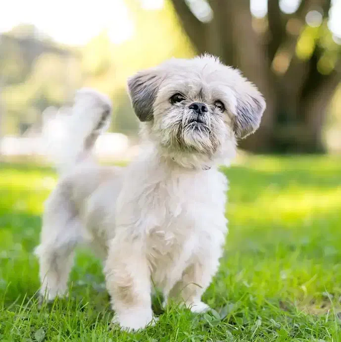 معاوضه سگ پاکوتاه|سگ|بم, |دیوار