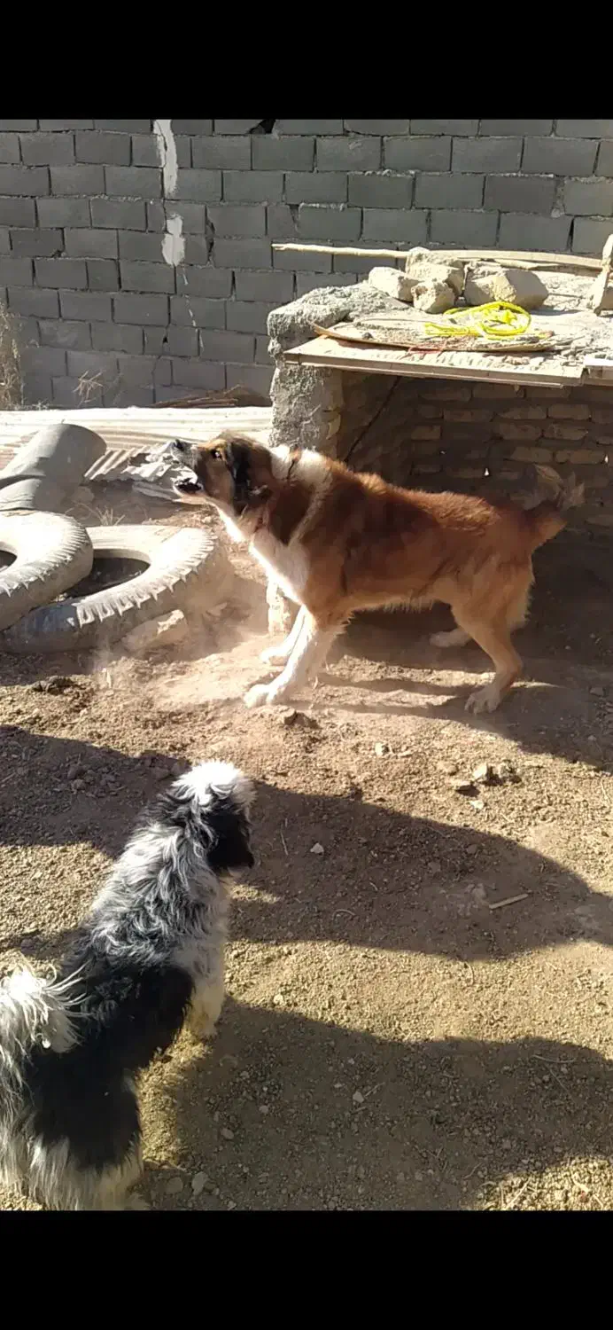 واگذاری دو عدد سگ نگهبان|سگ|ورامین, خیر آباد|دیوار